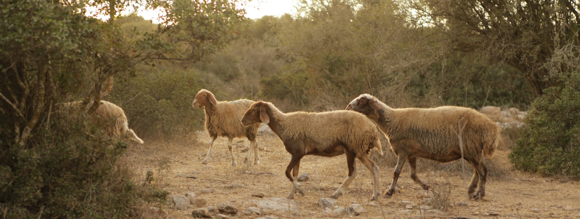 What is regenerative grazing, and what can it do for rangelands?