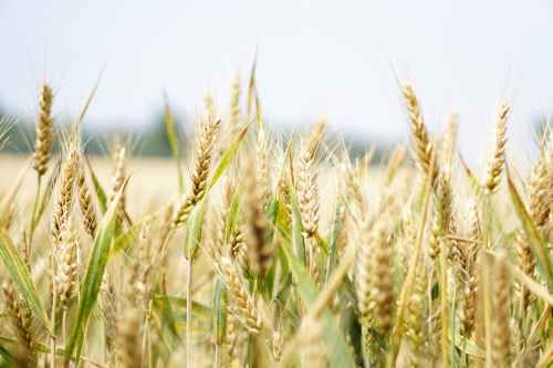 Small-scale farmers: The backbone of the wheat value chain